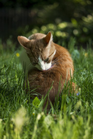 Stock Image: red cat is dressing up