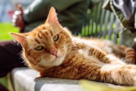 Stock Image: Red cat on a bench in the garden
