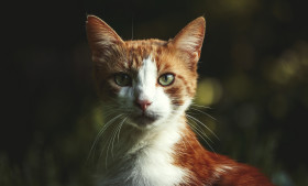 Stock Image: red cat portrait
