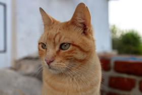 Stock Image: Red Cat Portrait