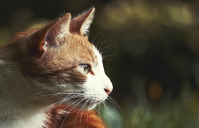 Stock Image: red cat profile