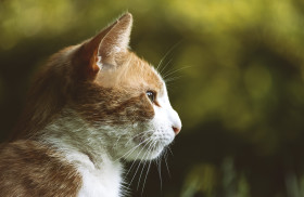 Stock Image: red cat profile