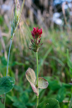 Stock Image: Red Clover