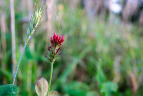 Stock Image: Red Clover