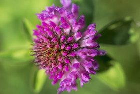 Stock Image: red clover blossom