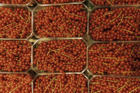 Stock Image: red currants at the market stall