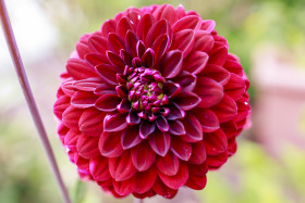 Stock Image: Red Dahlia Flower