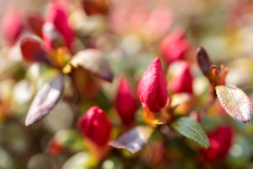 Stock Image: Red Daphnes