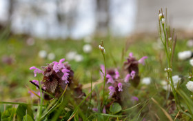 Stock Image: Red deadnettle