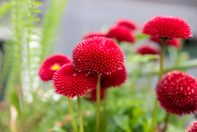 Stock Image: Red english bellis perennis flowers