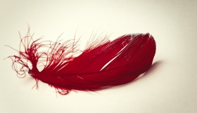 Stock Image: red feather