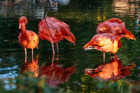 Stock Image: Red flamingos