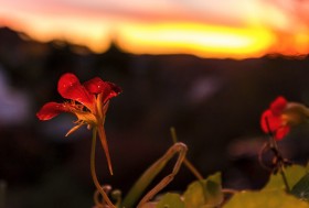 Stock Image: red flower sunset