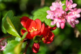 Stock Image: Red flowering quince and  pink ribes sanguineum