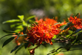 Stock Image: red flowering rhododendron