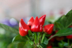 Stock Image: Red fresh hot peppers