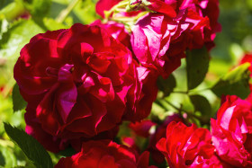 Stock Image: red garden rose