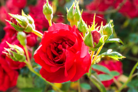 Stock Image: Red garden rose