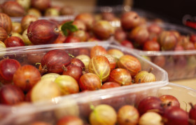 Stock Image: red gooseberries fresh from the market