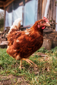 Stock Image: Red hen runs outside on a farm