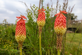 Stock Image: Red hot pokers