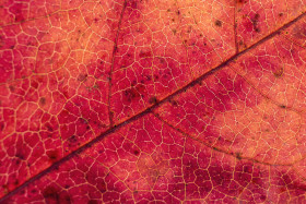 Stock Image: red leaf macro abstract background