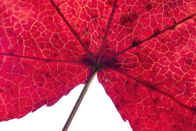Stock Image: red leaf macro abstract background