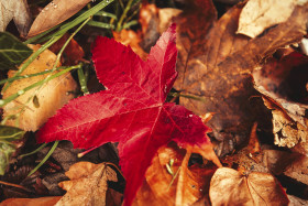 Stock Image: red maple leaf autumn