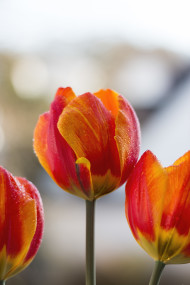 Stock Image: red orange tulips pretty bokeh