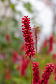 Stock Image: Red ornamental lupins