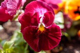 Stock Image: red pansy flower