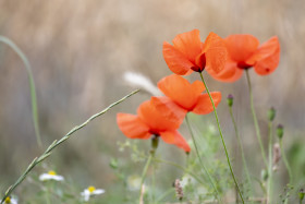 Stock Image: Red poppy (Papaver sp.) flowers, Bavaria, Germany, Europe