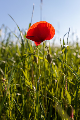 Stock Image: Red Poppy Photographed Vertically