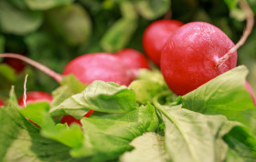 Stock Image: red radish from the market