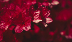 Stock Image: red rhododendron