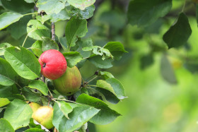 Stock Image: Red ripe apple on a branch