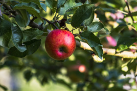 Stock Image: red ripe apple on tree