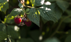 Stock Image: red ripe raspberries