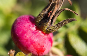 Stock Image: red ripe rosehip on a bush