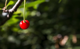 Stock Image: red ripe wild cherry
