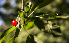 Stock Image: red ripe wild cherry on tree