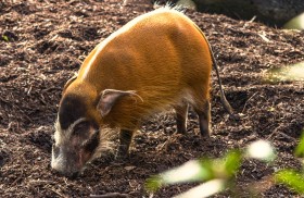 Stock Image: Red river hog (Potamochoerus porcus)