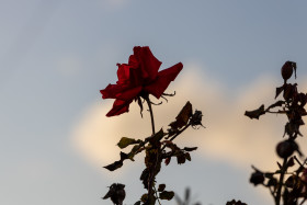 Stock Image: Red Rose