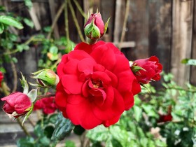 Stock Image: Red rose