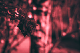 Stock Image: red rose background