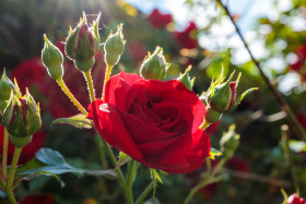Stock Image: Red rose in the garden