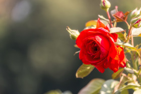 Stock Image: red rose on bokeh background