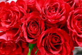 Stock Image: Red Roses