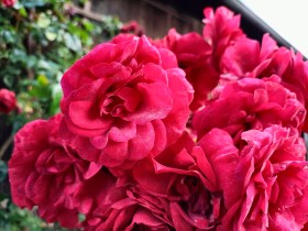 Stock Image: Red roses