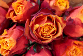 Stock Image: Red roses background